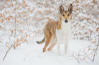 Kolie krátkosrstá, foto: Shutterstock