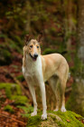 Kolie krátkosrstá, foto: Shutterstock