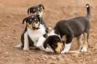 Kolie krátkosrstá, štěňata. Foto: Shutterstock
