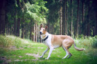Kolie krátkosrstá, foto: Shutterstock
