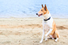 Kolie krátkosrstá, foto: Shutterstock