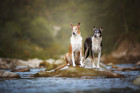 Kolie krátkosrsté, foto: Shutterstock