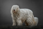 Komondor, foto: Shutterstock