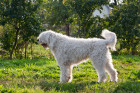 Mladý komondor, foto: Shutterstock