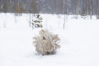 Komondor, foto: Shutterstock