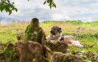 Krašský ovčák. Foto: Shutterstock