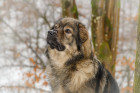 Krašský ovčák. Foto: Shutterstock