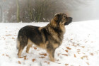 Krašský ovčák. Foto: Shutterstock