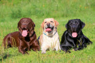 Labradorský retrívr, foto: Shutterstock
