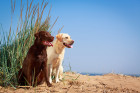 Labradorský retrívr, foto: Shutterstock