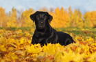 Labradorský retrívr, foto: Shutterstock