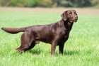 Labradorský retrívr, foto: Shutterstock