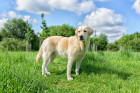 Labradorský retrívr, foto: Shutterstock