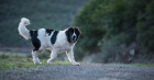 Landseer, foto: Shutterstock