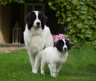Landseer, foto: Shutterstock