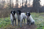 Landseer, foto: Shutterstock