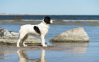 Landseer, foto: Shutterstock