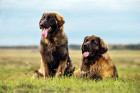 Leonberger, foto: Shutterstock