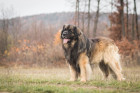 Leonberger, foto: Shutterstock