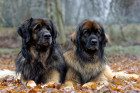 Leonberger, foto: Shutterstock