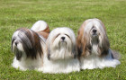 Lhasa Apso, foto: Shutterstock
