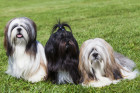 Lhasa Apso, foto: Shutterstock