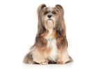 Lhasa Apso, foto: Shutterstock