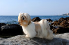 Lhasa Apso, foto. Shutterstock