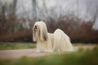 Lhasa Apso, foto: Shutterstock