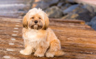 Štěně Lhasa Apso, foto: Shutterstock