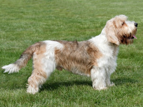 Malý hrubosrstý vendéeský baset