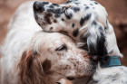 Anglický setr, foto: Shutterstock