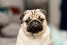Mops, foto: Shutterstock