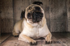 Mops, foto: Shutterstock