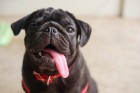 Mops, foto: Shutterstock