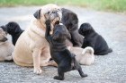 Mops, foto: Shutterstock