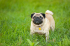 Mops, foto: Shutterstock