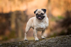 Mops, foto: Shutterstock