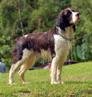 Anglický špringršpaněl, foto: Shutterstock