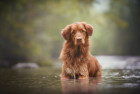 Nova Scotia duck tolling retrívr, foto: Shutterstock