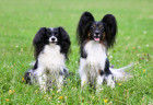 Malý kontinentální španěl - Phalene (uši dolů) a známější Papillon (uši nahoru). Foto: Shutterstock