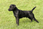 Patterdale teriér, foto: Shutterstock