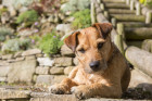 Patterdale teriér, foto: Shutterstock