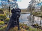 Patterdale teriér, foto: Shutterstock