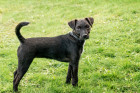 Patterdale teriér, foto: Shutterstock