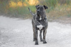 Perro de Presa Canario, foto: Shutterstock