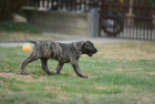 Perro de Presa Canario, štěně, foto: Shutterstock