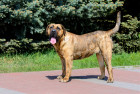 Perro de Presa Canario