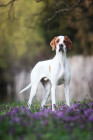Pointer, foto: Shutterstock