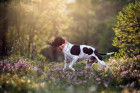 Pointer, foto: Shutterstock